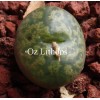 C.pellucidum (Tweefontein) - Seed